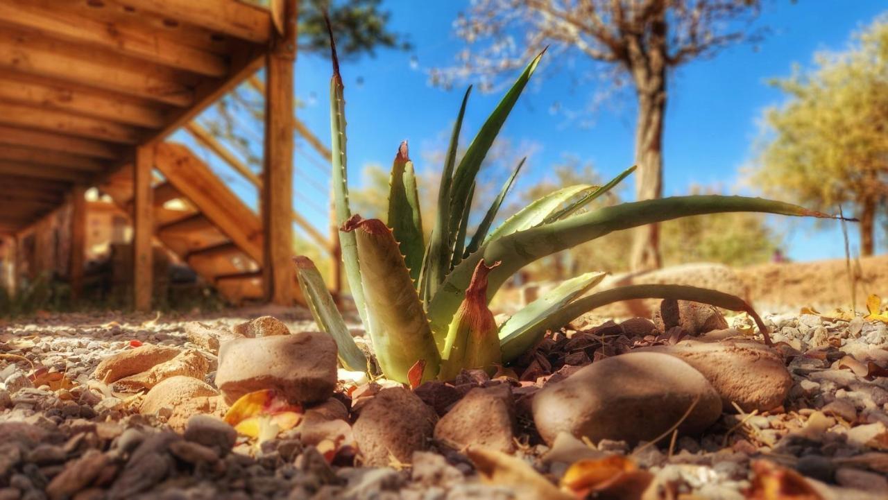 Glamping Dunas Del Sol 산 페드로 데 아타카마 외부 사진